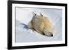 Peek-A-Boo Cubs-Howard Ruby-Framed Photographic Print