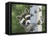 Peek-A-Boo Raccoon-William Vanderdasson-Framed Stretched Canvas