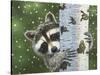 Peek-A-Boo Raccoon-William Vanderdasson-Stretched Canvas