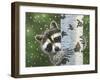 Peek-A-Boo Raccoon-William Vanderdasson-Framed Giclee Print