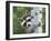 Peek-A-Boo Raccoon-William Vanderdasson-Framed Giclee Print