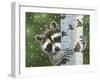 Peek-A-Boo Raccoon-William Vanderdasson-Framed Giclee Print