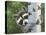 Peek-A-Boo Raccoon-William Vanderdasson-Stretched Canvas