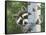 Peek-A-Boo Raccoon-William Vanderdasson-Framed Stretched Canvas
