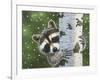 Peek-A-Boo Raccoon-William Vanderdasson-Framed Giclee Print