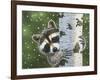 Peek-A-Boo Raccoon-William Vanderdasson-Framed Giclee Print