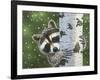 Peek-A-Boo Raccoon-William Vanderdasson-Framed Giclee Print