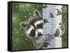 Peek-A-Boo Raccoon-William Vanderdasson-Framed Stretched Canvas