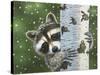 Peek-A-Boo Raccoon-William Vanderdasson-Stretched Canvas