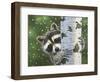 Peek-A-Boo Raccoon-William Vanderdasson-Framed Giclee Print