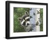 Peek-A-Boo Raccoon-William Vanderdasson-Framed Giclee Print