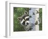 Peek-A-Boo Raccoon-William Vanderdasson-Framed Giclee Print