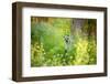 Peek A Boo-Carrie Ann Grippo-Pike-Framed Photographic Print