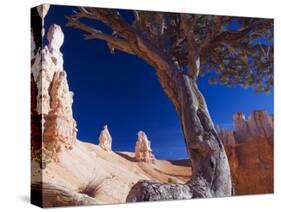 Peekaboo Trail in Bryce Canyon National Park, Utah, USA-Kober Christian-Stretched Canvas