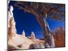 Peekaboo Trail in Bryce Canyon National Park, Utah, USA-Kober Christian-Mounted Photographic Print