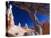 Peekaboo Trail in Bryce Canyon National Park, Utah, USA-Kober Christian-Stretched Canvas