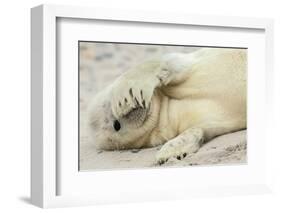 Peekaboo-Hillebrand Breuker-Framed Photographic Print