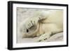 Peekaboo-Hillebrand Breuker-Framed Photographic Print