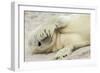 Peekaboo-Hillebrand Breuker-Framed Photographic Print