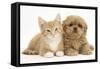 Peekapoo (Pekingese X Poodle) Puppy and Ginger Kitten-Mark Taylor-Framed Stretched Canvas