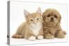 Peekapoo (Pekingese X Poodle) Puppy and Ginger Kitten-Mark Taylor-Stretched Canvas