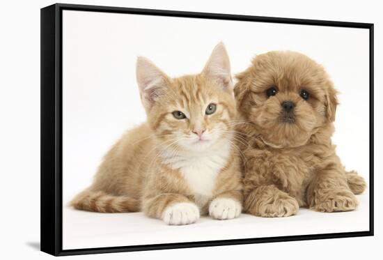 Peekapoo (Pekingese X Poodle) Puppy and Ginger Kitten-Mark Taylor-Framed Stretched Canvas