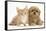 Peekapoo (Pekingese X Poodle) Puppy and Ginger Kitten-Mark Taylor-Framed Stretched Canvas