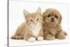 Peekapoo (Pekingese X Poodle) Puppy and Ginger Kitten-Mark Taylor-Stretched Canvas