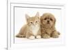 Peekapoo (Pekingese X Poodle) Puppy and Ginger Kitten-Mark Taylor-Framed Photographic Print