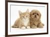 Peekapoo (Pekingese X Poodle) Puppy and Ginger Kitten-Mark Taylor-Framed Photographic Print