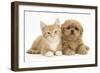 Peekapoo (Pekingese X Poodle) Puppy and Ginger Kitten-Mark Taylor-Framed Photographic Print