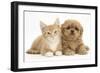 Peekapoo (Pekingese X Poodle) Puppy and Ginger Kitten-Mark Taylor-Framed Photographic Print