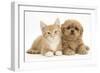 Peekapoo (Pekingese X Poodle) Puppy and Ginger Kitten-Mark Taylor-Framed Photographic Print