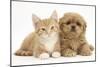 Peekapoo (Pekingese X Poodle) Puppy and Ginger Kitten-Mark Taylor-Mounted Photographic Print