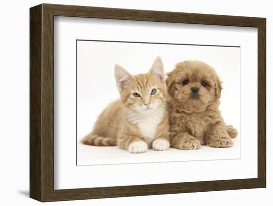 Peekapoo (Pekingese X Poodle) Puppy and Ginger Kitten-Mark Taylor-Framed Photographic Print