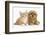 Peekapoo (Pekingese X Poodle) Puppy and Ginger Kitten-Mark Taylor-Framed Photographic Print