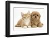 Peekapoo (Pekingese X Poodle) Puppy and Ginger Kitten-Mark Taylor-Framed Photographic Print