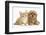 Peekapoo (Pekingese X Poodle) Puppy and Ginger Kitten-Mark Taylor-Framed Photographic Print