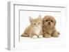 Peekapoo (Pekingese X Poodle) Puppy and Ginger Kitten-Mark Taylor-Framed Photographic Print