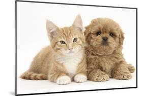 Peekapoo (Pekingese X Poodle) Puppy and Ginger Kitten-Mark Taylor-Mounted Photographic Print