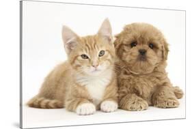 Peekapoo (Pekingese X Poodle) Puppy and Ginger Kitten-Mark Taylor-Stretched Canvas