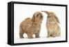 Peekapoo (Pekingese X Poodle) Puppy and Sandy Lop Rabbit-Mark Taylor-Framed Stretched Canvas