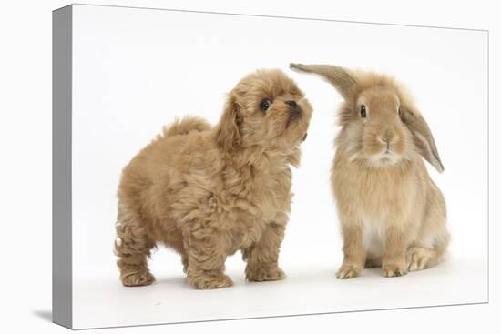 Peekapoo (Pekingese X Poodle) Puppy and Sandy Lop Rabbit-Mark Taylor-Stretched Canvas