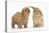 Peekapoo (Pekingese X Poodle) Puppy and Sandy Lop Rabbit-Mark Taylor-Stretched Canvas