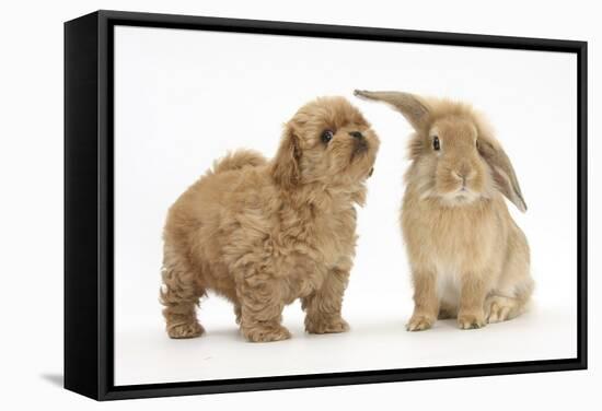 Peekapoo (Pekingese X Poodle) Puppy and Sandy Lop Rabbit-Mark Taylor-Framed Stretched Canvas