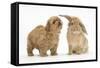 Peekapoo (Pekingese X Poodle) Puppy and Sandy Lop Rabbit-Mark Taylor-Framed Stretched Canvas