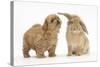 Peekapoo (Pekingese X Poodle) Puppy and Sandy Lop Rabbit-Mark Taylor-Stretched Canvas