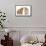 Peekapoo (Pekingese X Poodle) Puppy and Sandy Lop Rabbit-Mark Taylor-Framed Stretched Canvas displayed on a wall