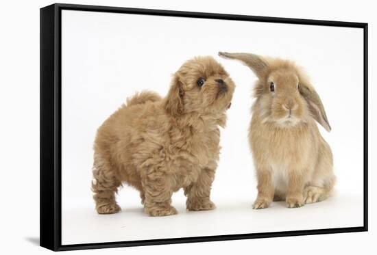 Peekapoo (Pekingese X Poodle) Puppy and Sandy Lop Rabbit-Mark Taylor-Framed Stretched Canvas