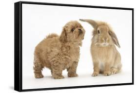 Peekapoo (Pekingese X Poodle) Puppy and Sandy Lop Rabbit-Mark Taylor-Framed Stretched Canvas